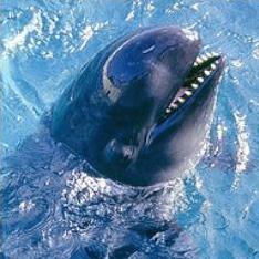 在夏威夷海域的偽虎鯨。圖片來自：Aliza Milett/美國國家海洋漁業局。